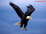 kartal1.jpg